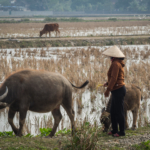 Agricultrice au milieu des rizières (Tam Coc, la Baie d'Halong terrestre)