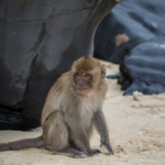 Singe en pleine reflexion à Monkey Island près de Cat Ba
