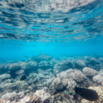 Requin en approche (Fakarava)