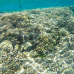 Vie sous-marine à Fakarava