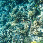 Poissons écureuil (Fakarava)