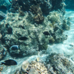 Session de snorkeling à Moorea