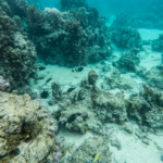 Session de snorkeling à Moorea