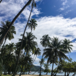 La plage de Taahiamanu et ses arbres penchés (Moorea)