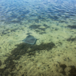 Une raie se promène (Moorea)