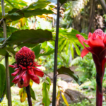 Plantes tropicale aux jardins de Vaipahi (Tahiti)