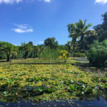Les jardins d'eau de Vaipahi (Tahiti)