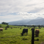 Vision insolite sur le plateau de Taravao (Tahiti Iti)