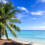 Plage et cocotiers (Fakarava)