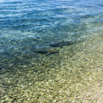 Requins en bord de plage (Tetamanu, Fakarava)