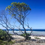 Vue sur le récif (Fakarava)