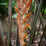Fleure tropicale à poils complètement improbable (Heliconia, Botanic Garden, Singapour)