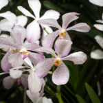 Une des très nombreuses orchidées du Botanic Garden (Singapour)
