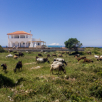 Session pâturage au Cap Skinari (Zakynthos)