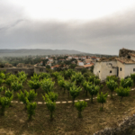 Comme d'hab, il y a des vignes dans le monastère (Koroni)