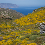 Couleurs printanières sur la route d'Amorgos