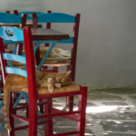 La Grèce et les chats : Une grande histoire d'Amour ! (Amorgos)