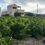 Les vignes qui ne ressemblent pas du tout à nos vignes françaises