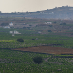 Les vignes à perte de vue (Santorin)