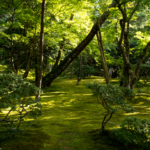 Jardin verdoyant du Pavillon d'Argent (Kyoto)