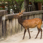 Les cerfs de Nara font aussi du tourisme à Miyajma :-D